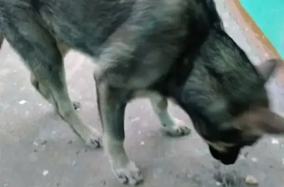 Пропала собака Чех в Комсомольске-на-Амуре, помогите найти!