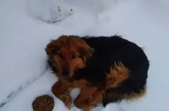 Найдена собака на улице Попова, Барнаул