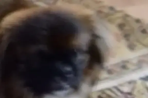 Кошки потеряшки, Екатеринбург, фото: Потеряшка кошка Тошка в Екатеринбурге