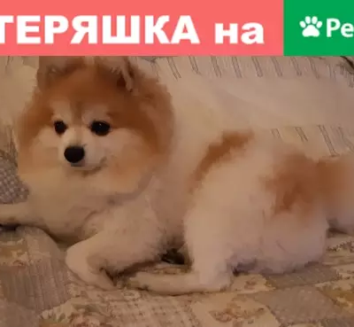 Пропала собака Шпиц на Карасунской набережной, нуждается в лекарствах и специальном питании.