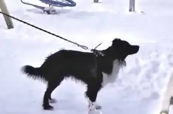 Пропала собака Ганс в Нововятском районе