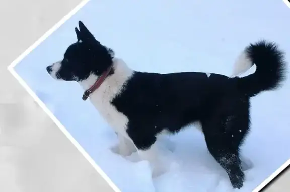 Пропала собака в Оренбурге, район Кузнечный.