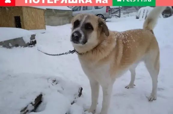 Пропала собака в Старом Городке, Московская область