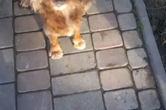 Найдена собака в Кагальницком районе