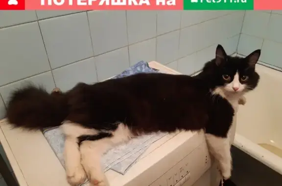 Объявления о пропавших и найденных животных, Ижевск, фото: Пропала кошка Котик Барсик, адрес: ул. В.Сивкова, 112, Ижевск