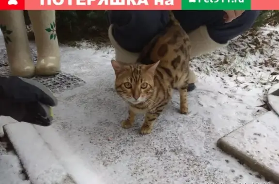 Найдена кошка Кот в п. Толстопальцево, Москва