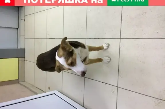 Найдена собака на улице 2-я Дачная в Омске