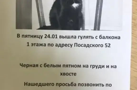 Пропала кошка на ул. Героя В. Посадского, Краснодар