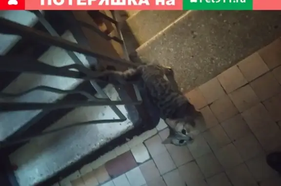Бездомный кот/кошка на Наро-Фоминской, 9