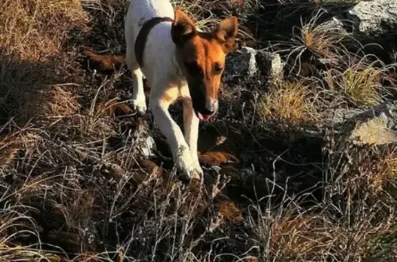 Потерянные животные Новороссийск, фото: Пропала собака Фокс-терьер в Новороссийске.