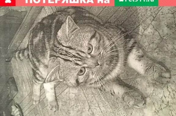 Найден кот на Менжинского 14 в Волгограде