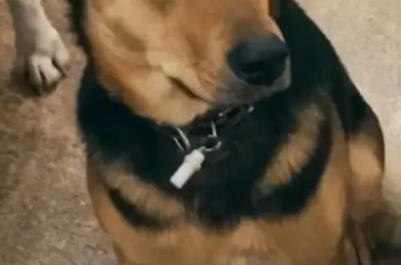 Пропала собака Жужа в Кореизе, Крым