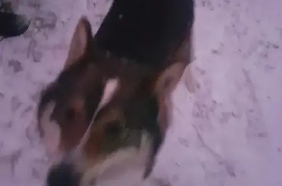 Пропала собака в Звенигороде, контакты в тексте