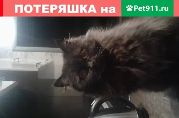 Пропала кошка в Камень-на-Оби, Алтайский край