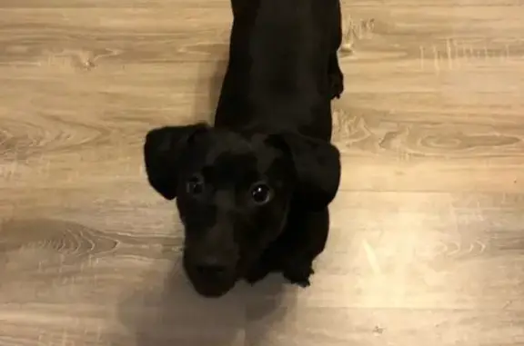 Найдена черная собака на ВИЗе (Екатеринбург)
