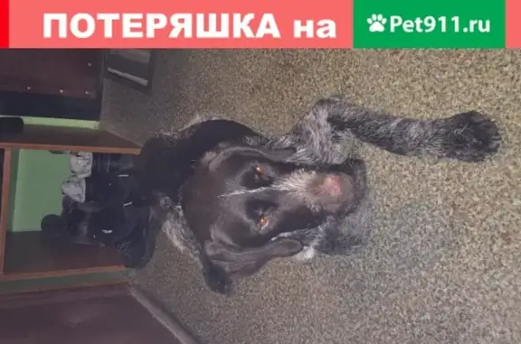 Собака найдена в Домодедово, возраст 2-3 года.