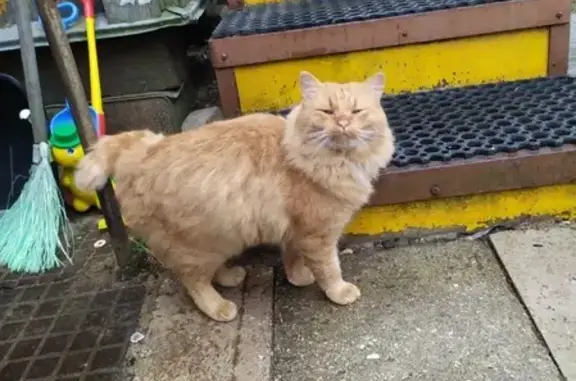 Найдены кошка и кот рыжего окраса в Кубинке, Московская область
