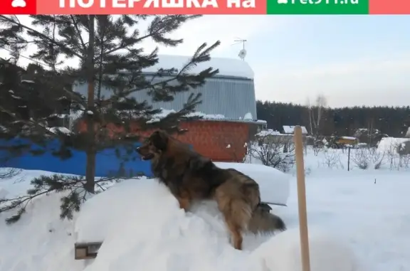 Пропал кавказец в Афанасово, Московская обл.