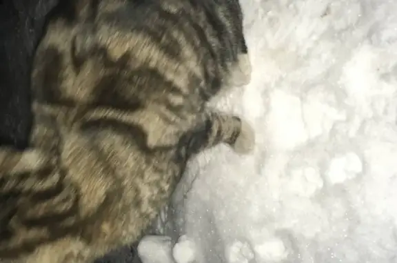 Найдена кошка в Осинниках, Кемеровская обл.