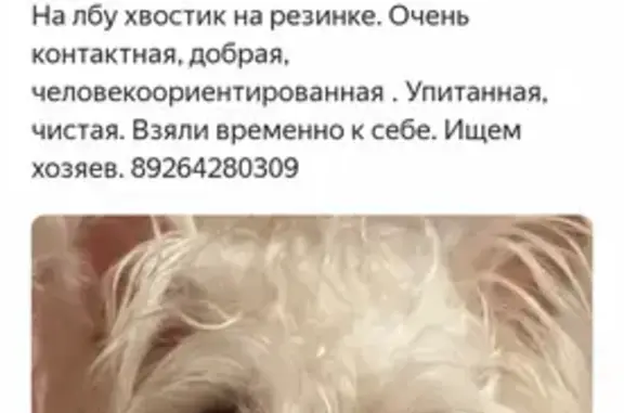 Найдена собака на Кременчугской в Москве