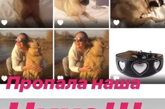 Собаки потеряшки, Астрахань, фото: Потеряшка собака Ника на улице Валерии Барсовой, 15