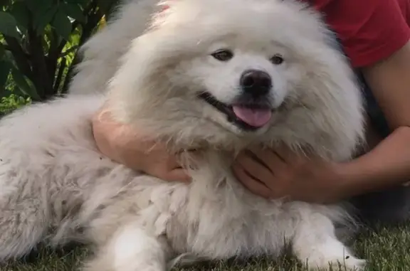 Пропала белая пушистая собака в Овсянке, Красноярский край