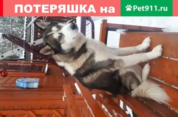 Пропала собака Хаски в деревне Покровка, Клинский район