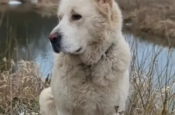 Пропала собака Вепа в деревнях Пестрецово, Ильинское, Браташино, Тереховское