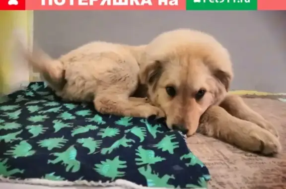 Собака найдена на улице Пархоменко в Хабаровске