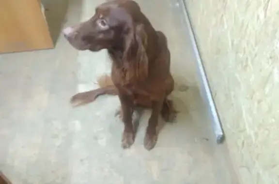 Собака Пес найдена в Аксае.