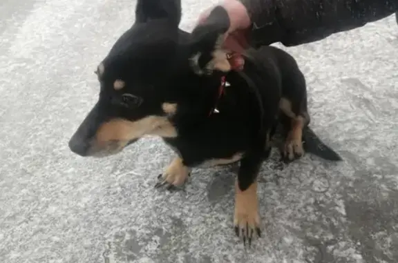 Собака с ошейником на Новой улице, Москва