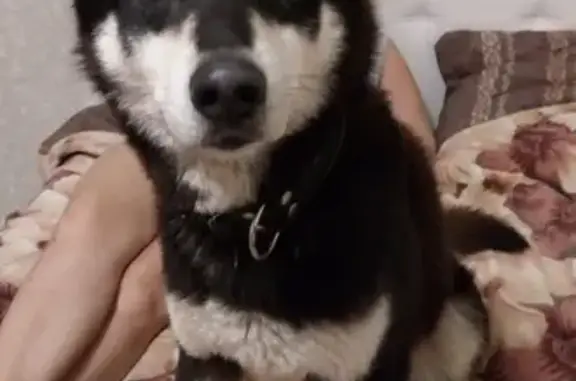 Собаки потеряшки, Нижний Новгород, фото: Потеряшка собака Алтай возле деревни Афонино, Нижегородский район