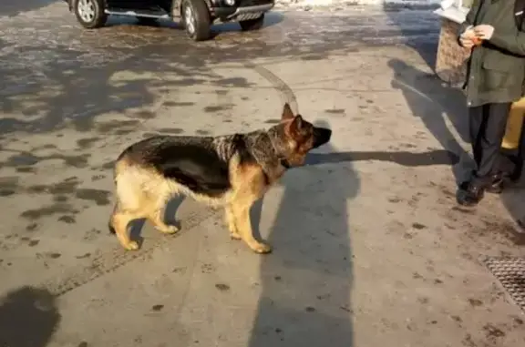 Собака найдена возле 6й школы на Первомайском, Иркутск.