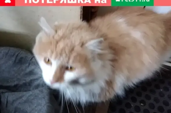 Пропал бело-рыжий кот в Уварово, Тамбовская обл.