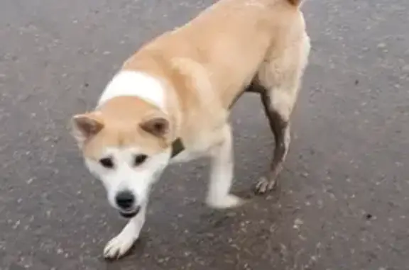Найдена собака породы акита на ул. 2-я Восточная, Смоленск