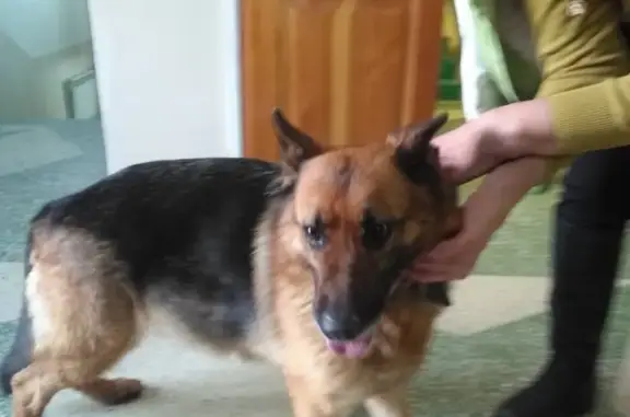 Найдена собака, Нижний Новгород, фото: Собака найдена на Дубравной, ищем хозяев.