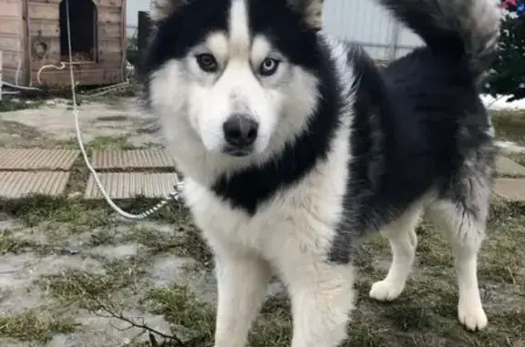 Собака найдена в коттеджном поселке Зосимово, Москва