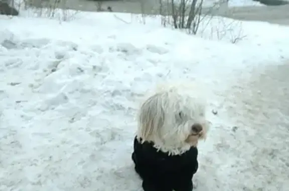 Собака найдена на Лисихе, находится в магазине Скупка (Байкальская 198а)