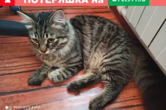 Найден молодой кот на ул. Балакирева, 55