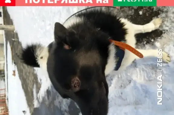 Потерян пёс хаски/лайка в Пушкино