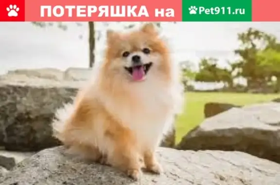 Собаки потеряшки, , фото: Потеряшка собака 