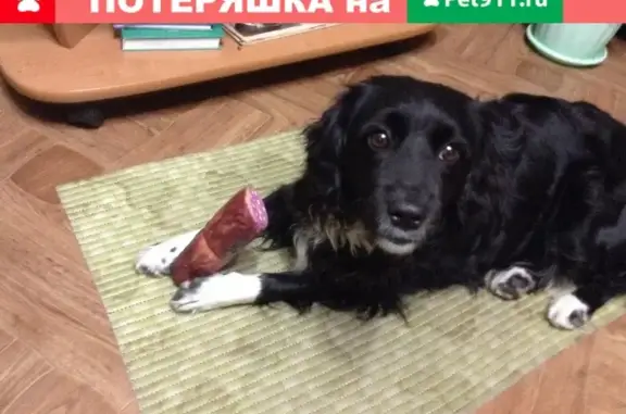 Пропала собака Буся в Ростовской области