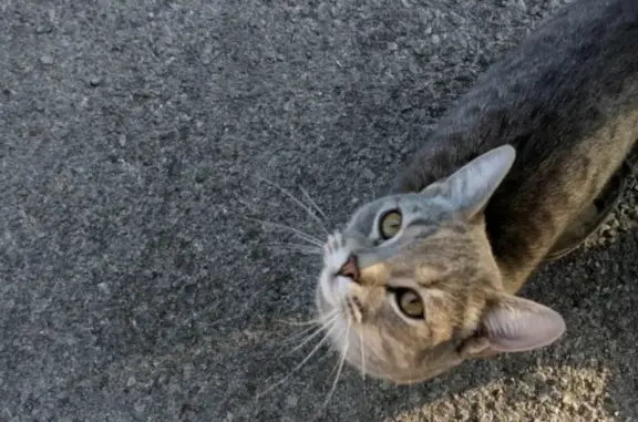 Найдена кошка на Донской, Ростов-на-Дону