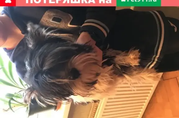 Собака найдена на Дубнинской улице, Москва