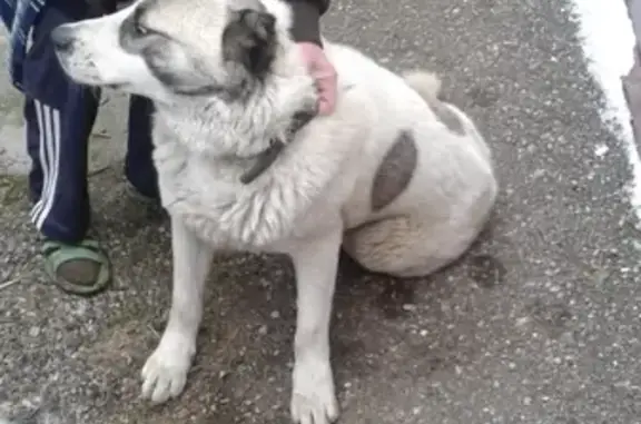 Найдена собака на Золотушке, видели в районе Гастрономчика.
