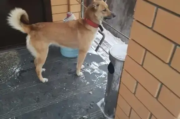 Пропала собака Герда из Расторгуево, ул. Ольгинская, вознаграждение гарантируем.