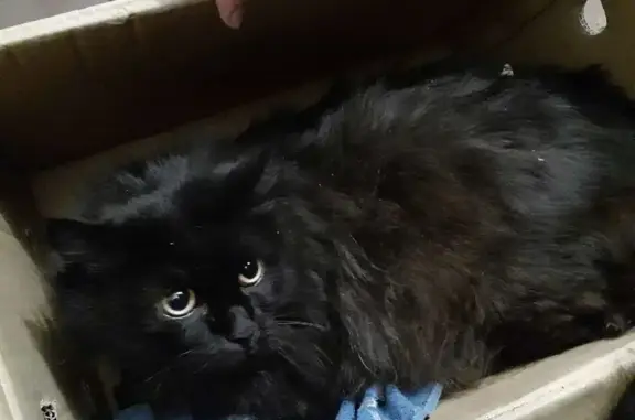 Найдена черная кошка в Кемерово