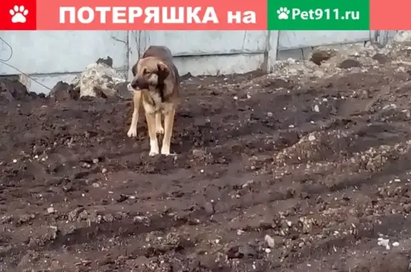 Найдены собаки на стройплощадке в ЖК 