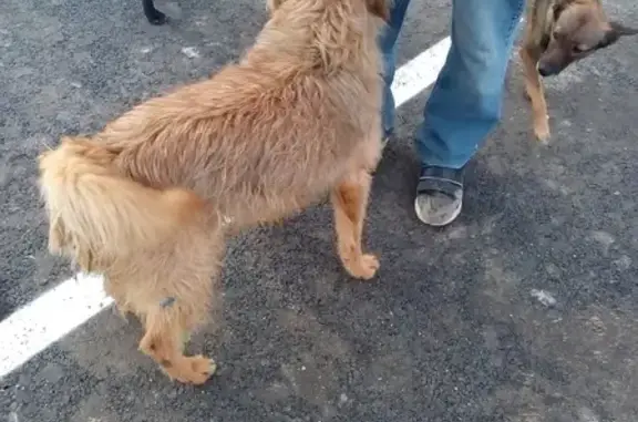 Найдены собаки в ЖК 