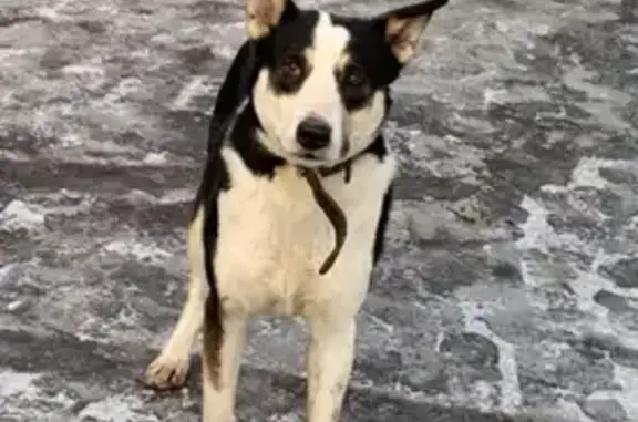 Найдена собака в деревне Осеченки, Раменский район